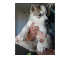5 Siberian Husky Puppies for Adoption - 3
