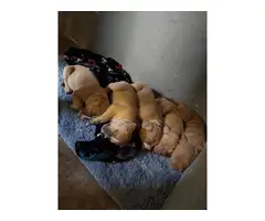 5 male red nose pitbull puppies