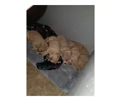 5 male red nose pitbull puppies - 2