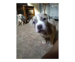 5 male red nose pitbull puppies - 3