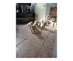 5 male red nose pitbull puppies - 7