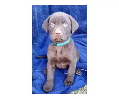 Chocolate Labrador Retriever puppies