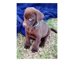 Chocolate Labrador Retriever puppies - 2