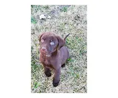 Chocolate Labrador Retriever puppies - 3