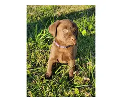 Chocolate Labrador Retriever puppies - 5