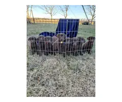 Chocolate Labrador Retriever puppies - 6