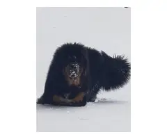 6 AKC Tibetan Mastiff puppies for sale