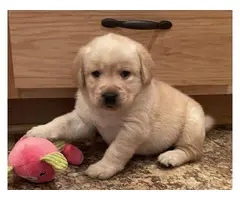 Lab puppy for sale - 2
