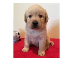 Lab puppy for sale - 4