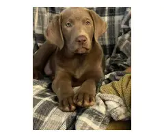 Chocolate lab puppy for adoption - 2