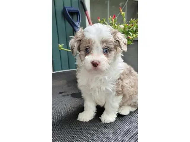 AKC registered  Aussiedoodle puppies for sale - 1/2