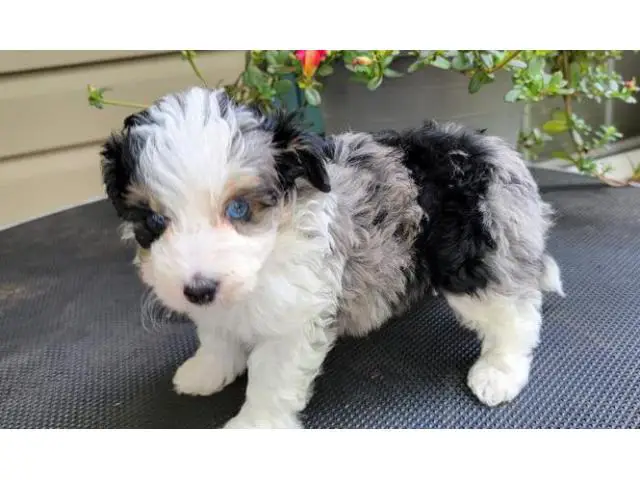 AKC registered  Aussiedoodle puppies for sale - 2/2