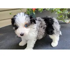AKC registered  Aussiedoodle puppies for sale - 2