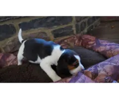 4 beautiful beagle puppies needing a new home - 2