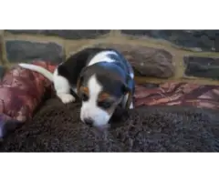 4 beautiful beagle puppies needing a new home - 3