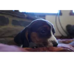 4 beautiful beagle puppies needing a new home - 4