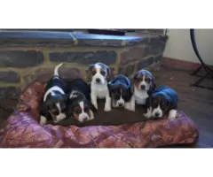 4 beautiful beagle puppies needing a new home - 5