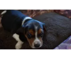 4 beautiful beagle puppies needing a new home - 6