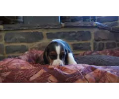 4 beautiful beagle puppies needing a new home - 7