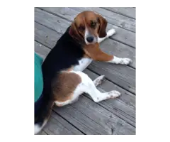 4 beautiful beagle puppies needing a new home - 8