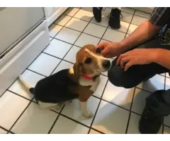 4 beautiful beagle puppies needing a new home - 9