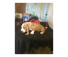 2 boy Basset hound puppies for sale