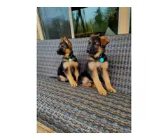 2 female German Shepherd puppies ready to go