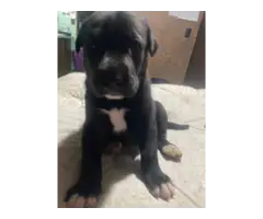 4 Great Dane puppies looking for homes