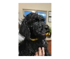 Standard Poodle puppies - 3