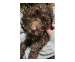 Standard Poodle puppies - 5