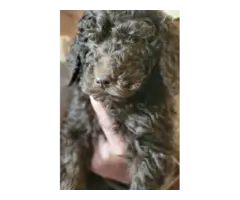 Standard Poodle puppies - 6
