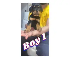 2 male 5 female rottweiler puppies for sale
