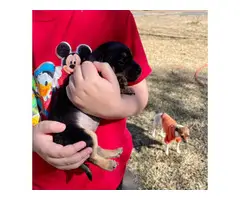 Three adorable chihuahua puppies