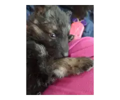 Long coat GSD babies for adoption - 2