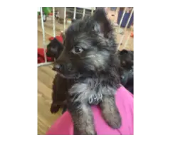 Long coat GSD babies for adoption - 3