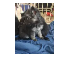 Long coat GSD babies for adoption - 5
