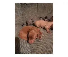 5 Dachshund Puppies for sale