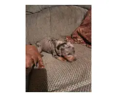 5 Dachshund Puppies for sale - 2