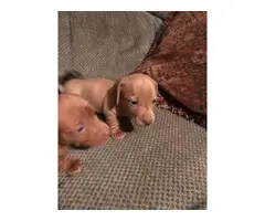 5 Dachshund Puppies for sale - 3