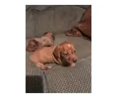 5 Dachshund Puppies for sale - 5