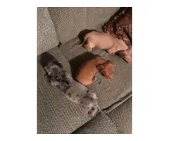 5 Dachshund Puppies for sale - 7
