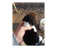 6 weeks old pure Beagle puppies - 4