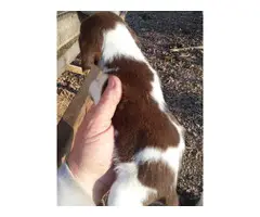6 weeks old pure Beagle puppies - 5