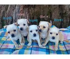 5 Chiweenie pups looking for a new home