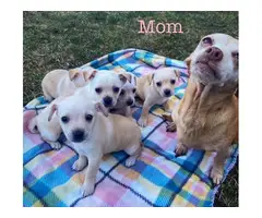 5 Chiweenie pups looking for a new home - 2