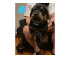 4 fullblooded Rottweiler puppies available - 2