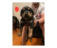4 fullblooded Rottweiler puppies available - 4