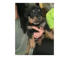 4 fullblooded Rottweiler puppies available - 5