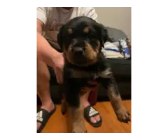 4 fullblooded Rottweiler puppies available - 6