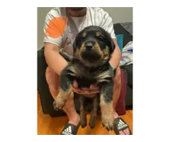 4 fullblooded Rottweiler puppies available - 7